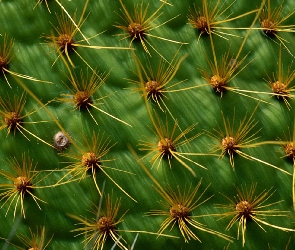 Kolce, Kaktus