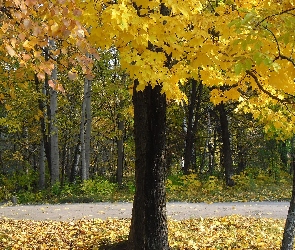 Liście, Jesienne, Park, Drzewa