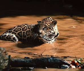 Kałuża, Jaguar, Woda