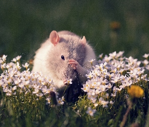 Szczur, Kwiatki
