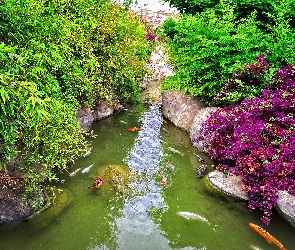 Karpie, Koi, Staw