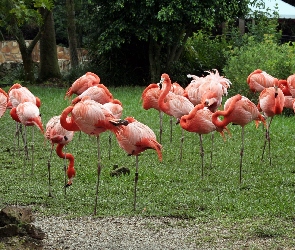 Flamingi, Trawa, Drzewa