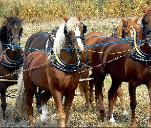 Konie, Zaprzęg