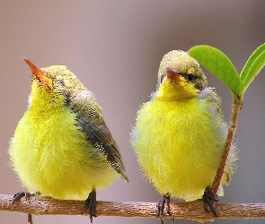 Ptaszki, Żółte, Dwa, Śliczne