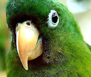 Papuga, Zielona