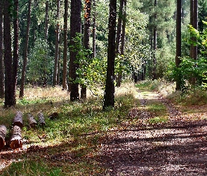 Drewna, Lato, Kłody