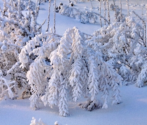 Pokryte, Śniegiem, Krzewy