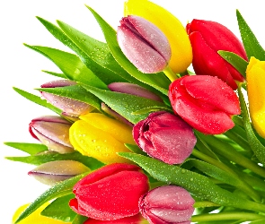 Rosy, Krople, Kolorowe, Tulipany