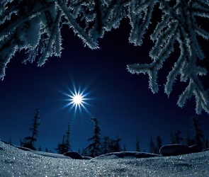 Gwiazda, Zima, Śnieg, Choinki