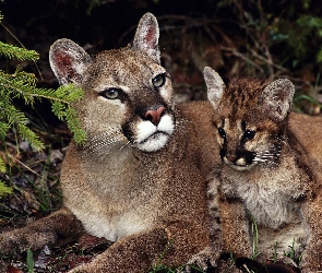Puma, Młode, Matka
