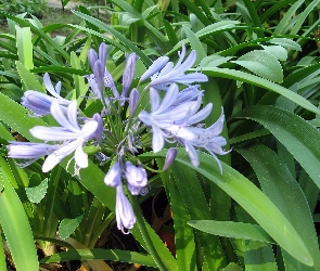 Kwiat, Agapantu, Niebieski