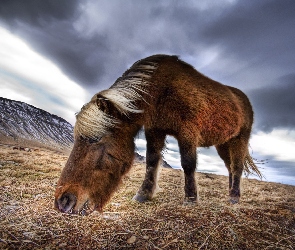 Islandzki, Chmury, Koń