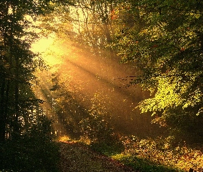 Promienie, Drzewa, Las, Słońca