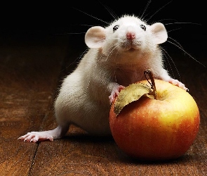 Biały, Jabłko, Szczur