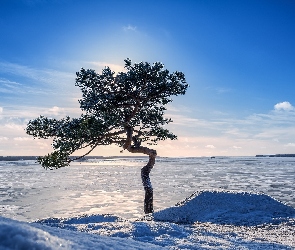 Drzewo, Zima, Niebo