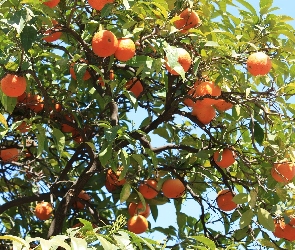 Pomarańcze, Drzewie, Na