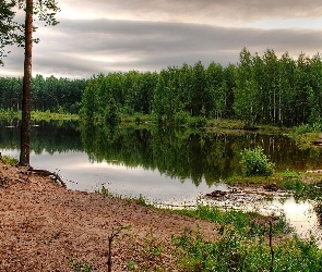 Jezioro, Lasek