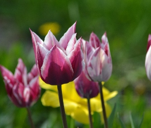Żonkil, Tulipany