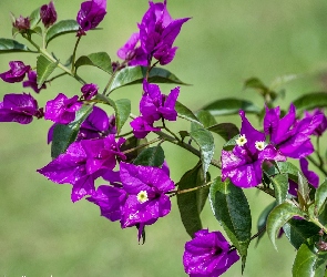 Fioletowa, Bugenwilla