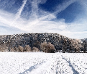 Drzewa, Śnieg, Zima