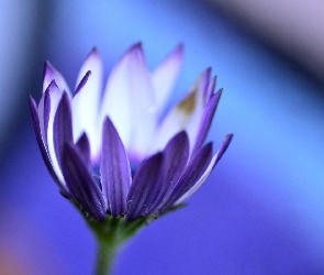 Fioletowy, Kwiat, Piękny