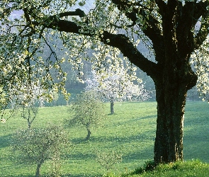 Wiosna, Drzewa, Pola, Kwitnące
