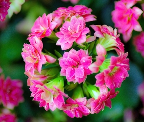 Różowy, Kalanchoe, Kwiat