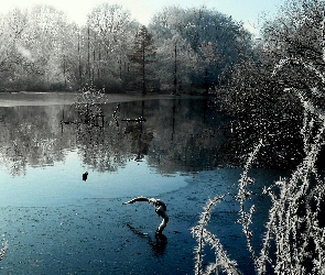 Zima, Drzewa, Park, Jezioro