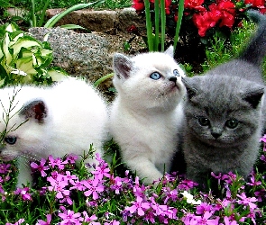 Koty, Kwiaty