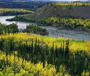 Kanada, Yukon, Rzeka, Lasy