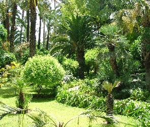 Park, Palmy, Egzotyczny