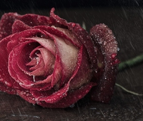 Róża, Piękna