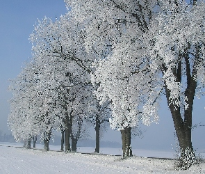 Niebo, Pole, Oszronione, Drzewa