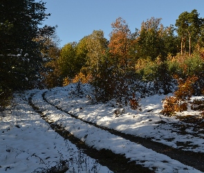 W, Kolory, Droga, Jesienne, Pierwszy, Lesie, Śnieg, Drzew