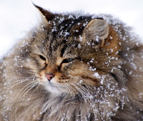 Kot, Zima, Śniegu, Płatki