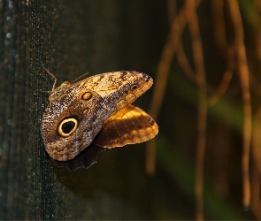 Motyl, Skrzydła