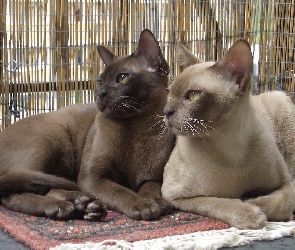 Koty, Birmańskie