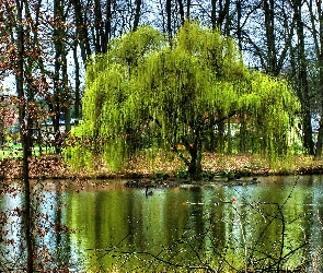 Drzewa, Woda, Wierzba