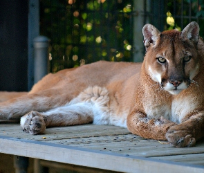Puma, Podest, Zoo
