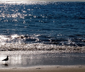 Plaża, Mewa, Słońca, Promienie, Morze