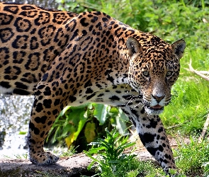 Jaguar, Zarośla, Kot, Dziki