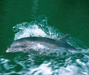 Delfin, Woda, Płynący