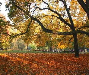 Park, Jesień, Plac, Zabaw