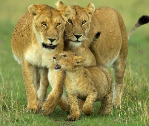 Rodzinka, Lwów, Afrykańskich