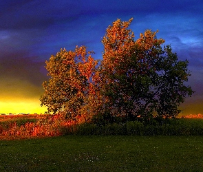 Trawa, Drzewo, Zachód, Słońca