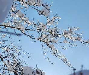 Ośnieżona, Drzewa, Gałąz