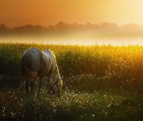 Koń, Słońca, Zachód, Łąka