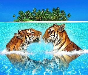 Woda, Wyspa, Tygrysy