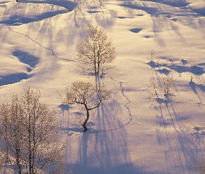 Drzewa, Mróz, Śnieg, Zaspy