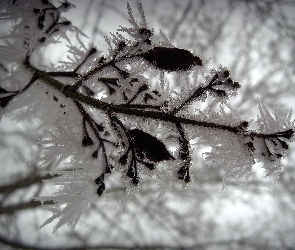 Zima, Gałąz, Drzewo, Ośnieżona
